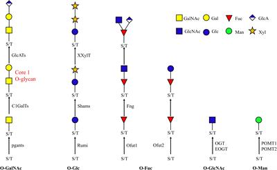 RNAi-Mediated Silencing of Pgants Shows Core 1 O-Glycans Are Required for Pupation in Tribolium castaneum